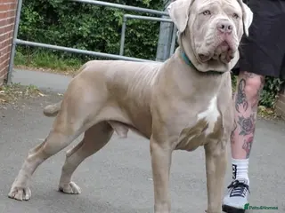 Mixed Breed dogs Rehoming Thor Please read!! - Advert 3