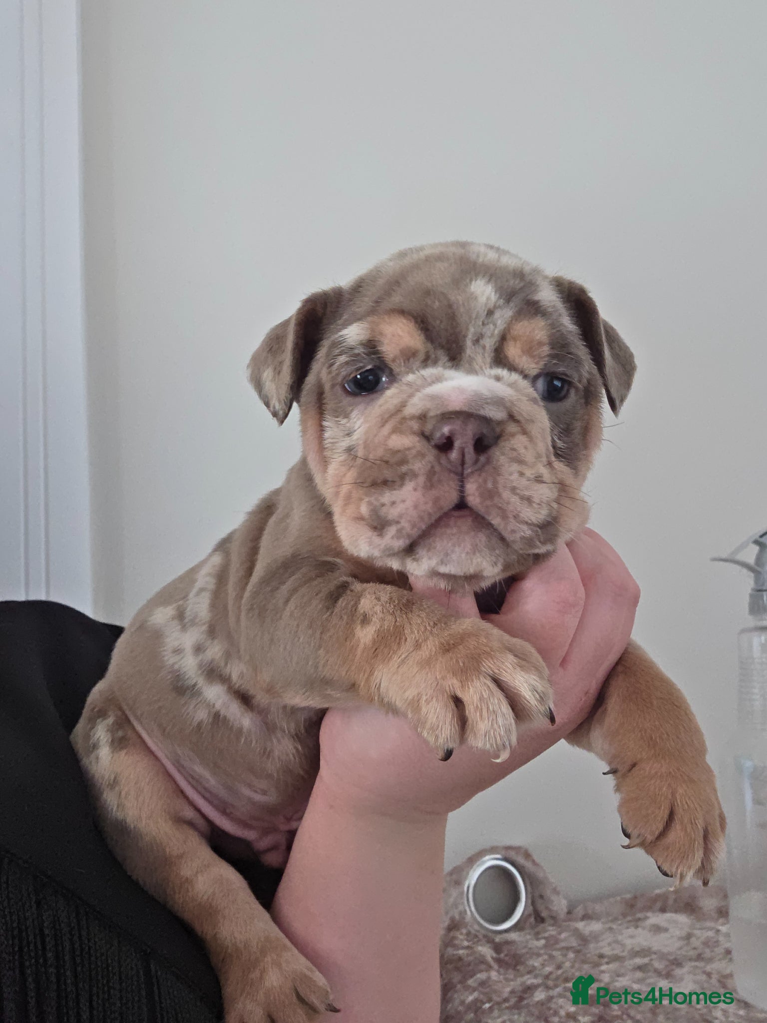 English Bulldog dogs british bulldog pups - Advert 12