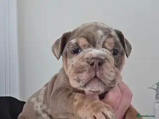 English Bulldog dogs british bulldog pups - Advert 12