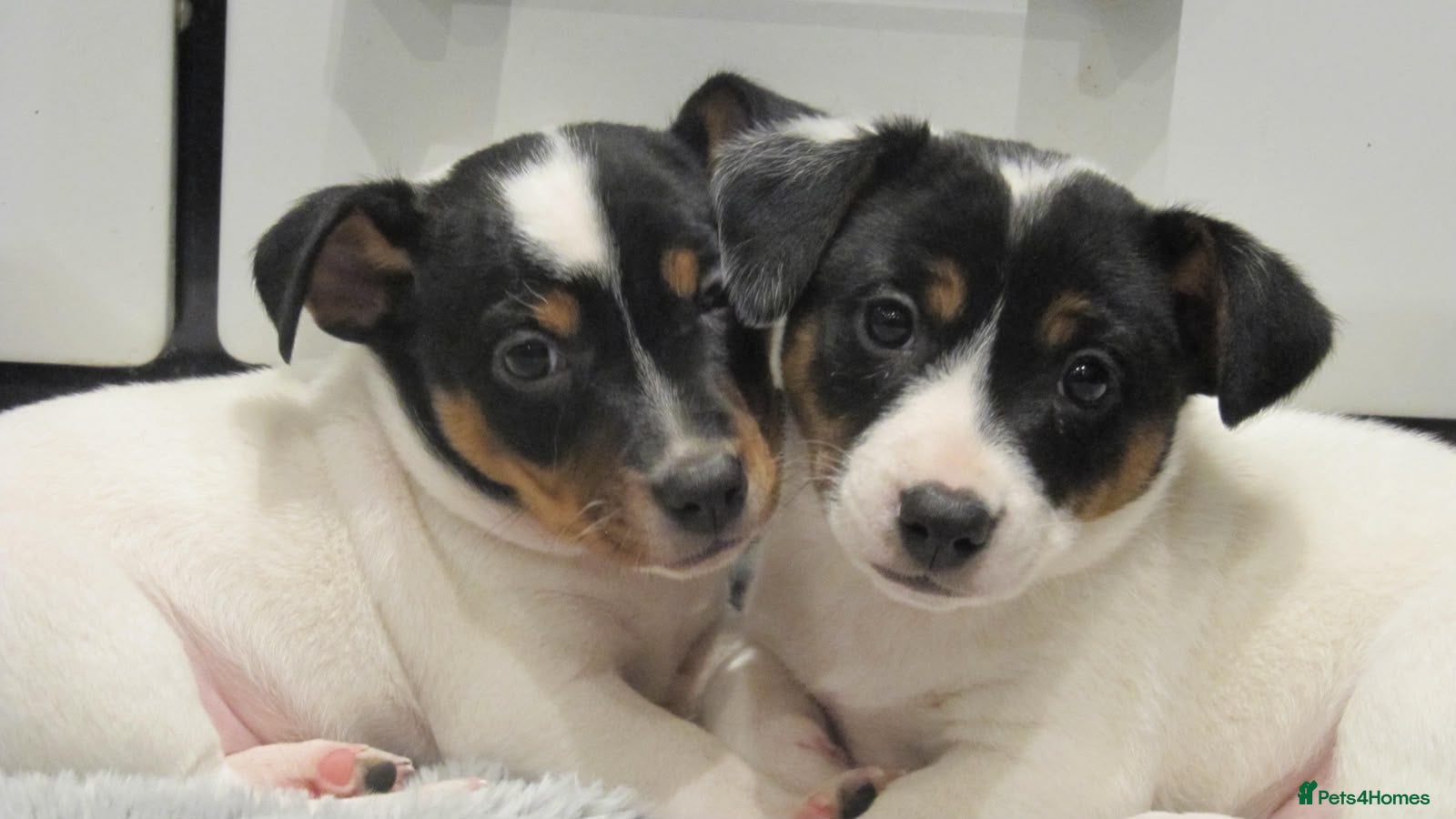 Jack Russell dogs for sale: Top Quality Jack Russell puppies  - Advert 2