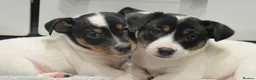 Jack Russell dogs for sale: Top Quality Jack Russell puppies  - Advert 1