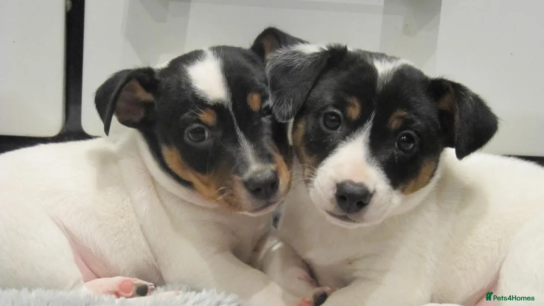 Jack Russell dogs for sale: Top Quality Jack Russell puppies  - Advert 1