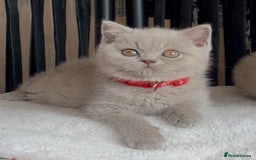 British Shorthair cats for sale: Beautiful Lilac BSH champion Line kittens - Image 4