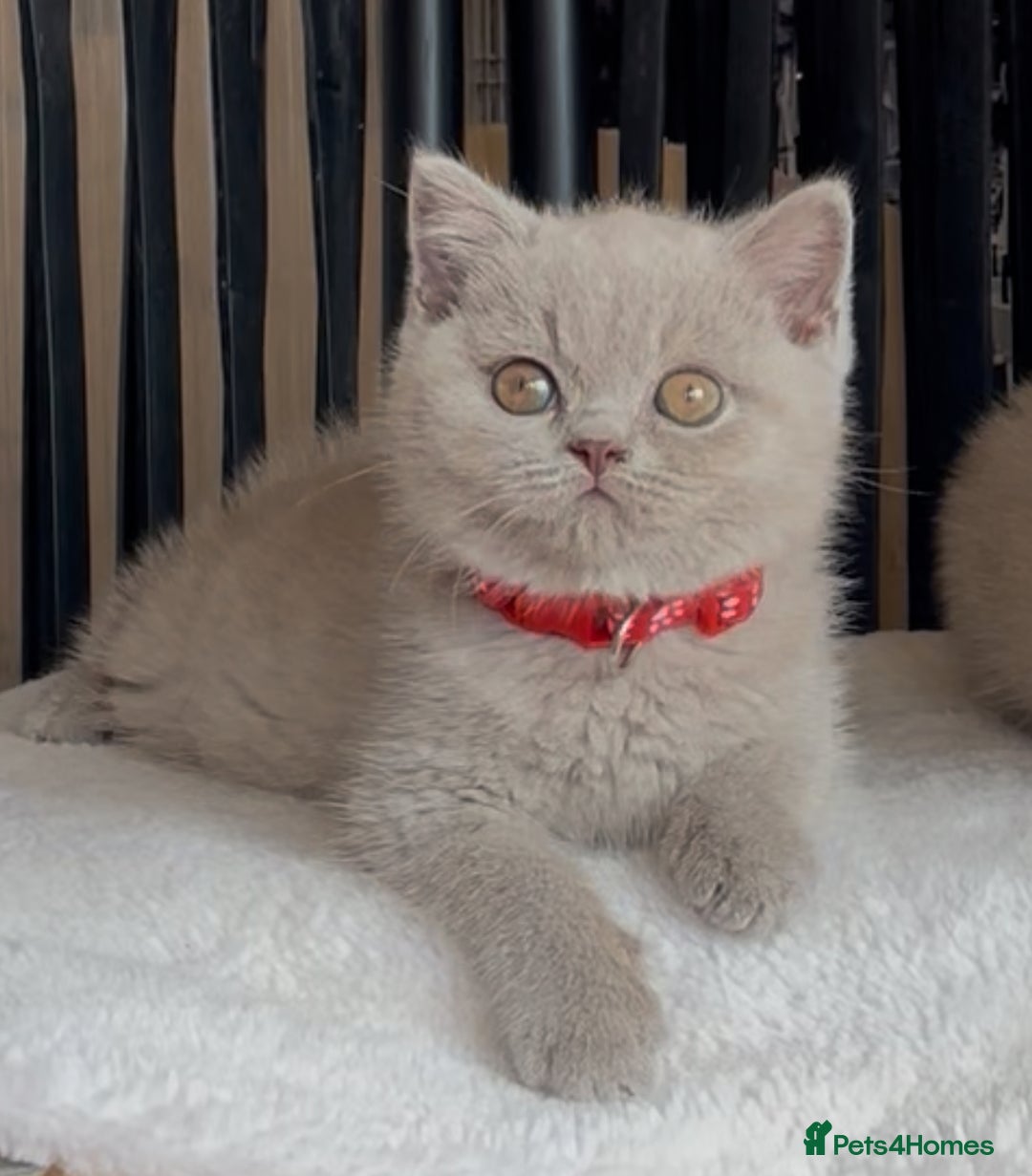 British Shorthair cats for sale: Beautiful Lilac BSH champion Line kittens - Image 4