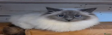 Ragdoll Kitten 1