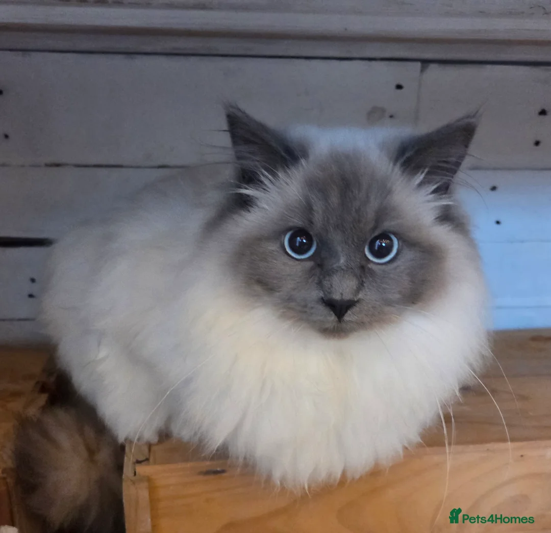 Ragdoll cats for sale: Beautiful Female Ragdoll  - Advert 2
