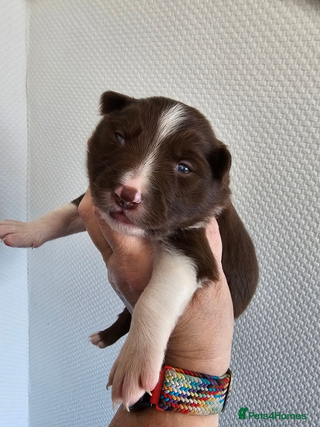 Border Collie dogs for sale: Border collie puppies  - Image 18