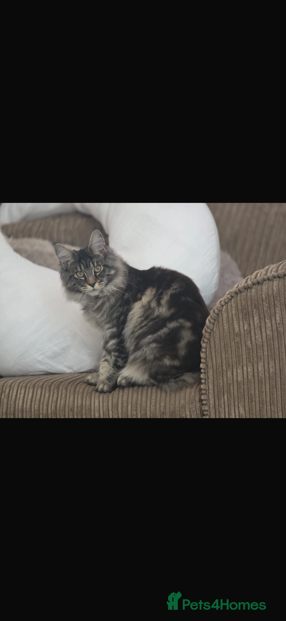 Maine Coon cats Female Maine coon Kitten 8 months  - Advert 2