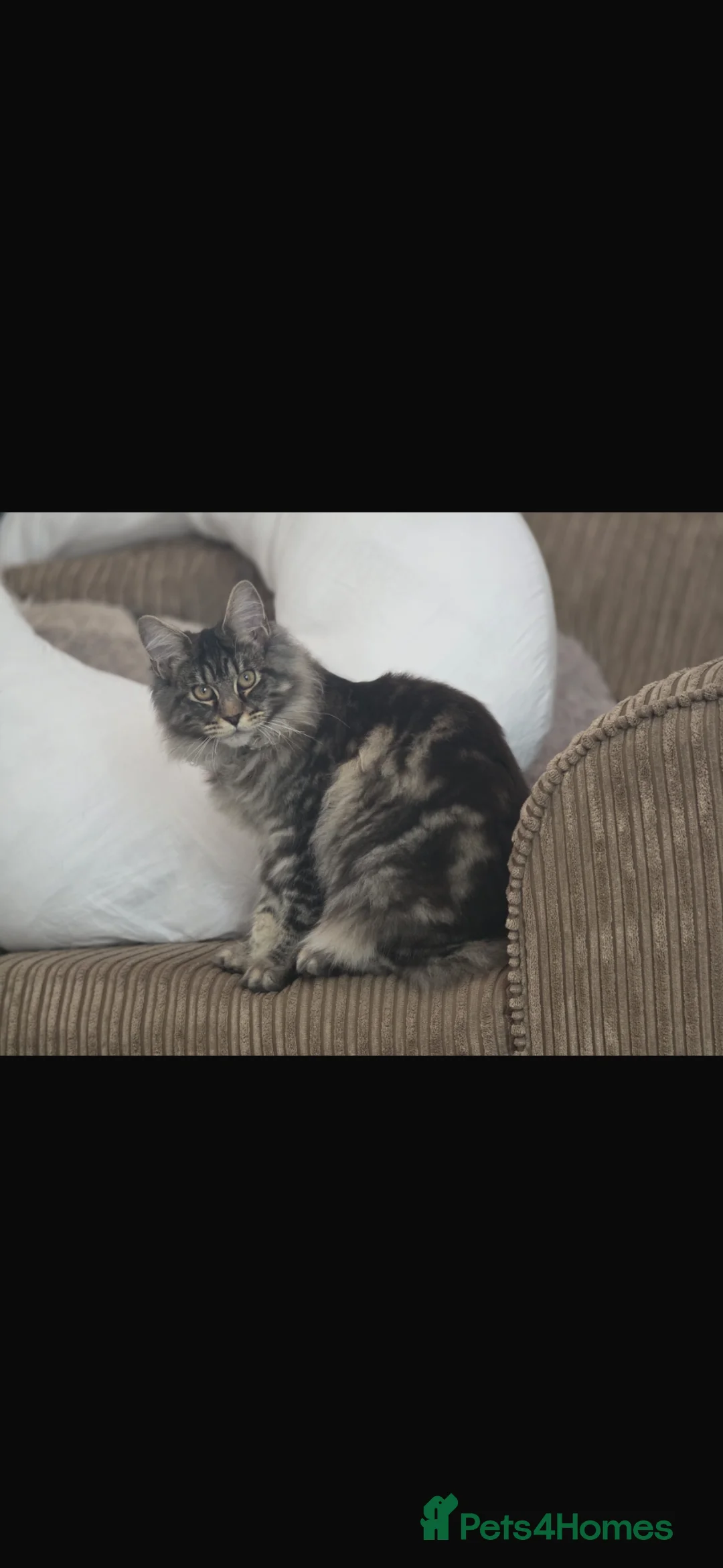 Maine Coon cats for sale: Female Maine coon Kitten 8 months  - Advert 1