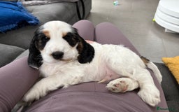 Cocker Spaniel dogs for sale: Gorgeous KC registered Show Cocker Spaniels - Image 1