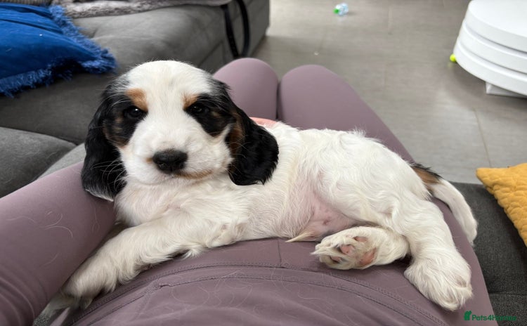 Cocker Spaniel dogs - Advert 3