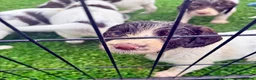 English Springer Spaniel dogs for sale: Pedigree springer spaniel Puppies - Advert 10