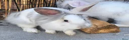 Lionhead rabbits for sale: 3 baby lionheads needing homes - Advert 4