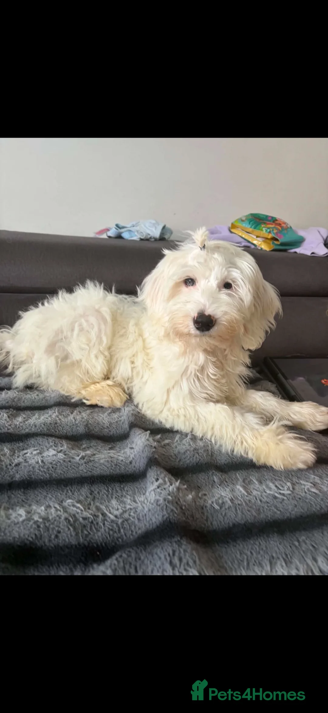 Australian Labradoodle dogs for sale: Betty is still looking for her forever home  - Advert 2