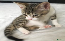 Mixed Breed cats for sale: Beautiful little kitten  - Image 4