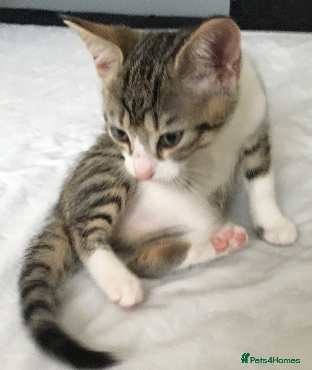 Mixed Breed cats for sale: Beautiful little kitten  - Image 4