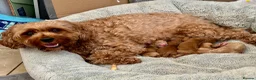 Cavapoo dogs for sale: Dog Trainer Selling Supreme Cavapoo furbabies   - Advert 24