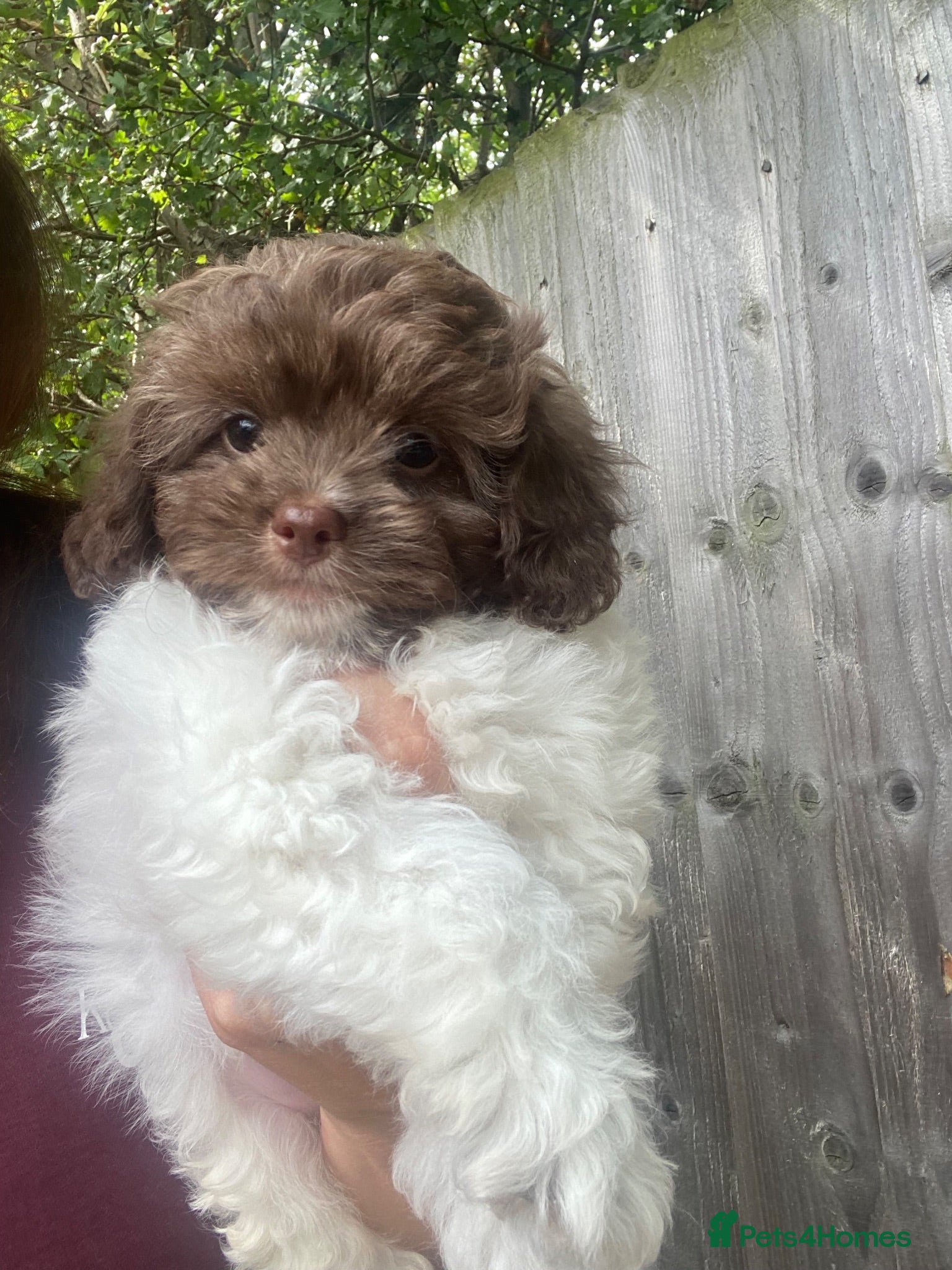 Shihpoo dogs Imperial toy Shih poo puppies  - Advert 1
