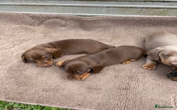 Dachshund dogs for sale: Dachshund  - Image 12