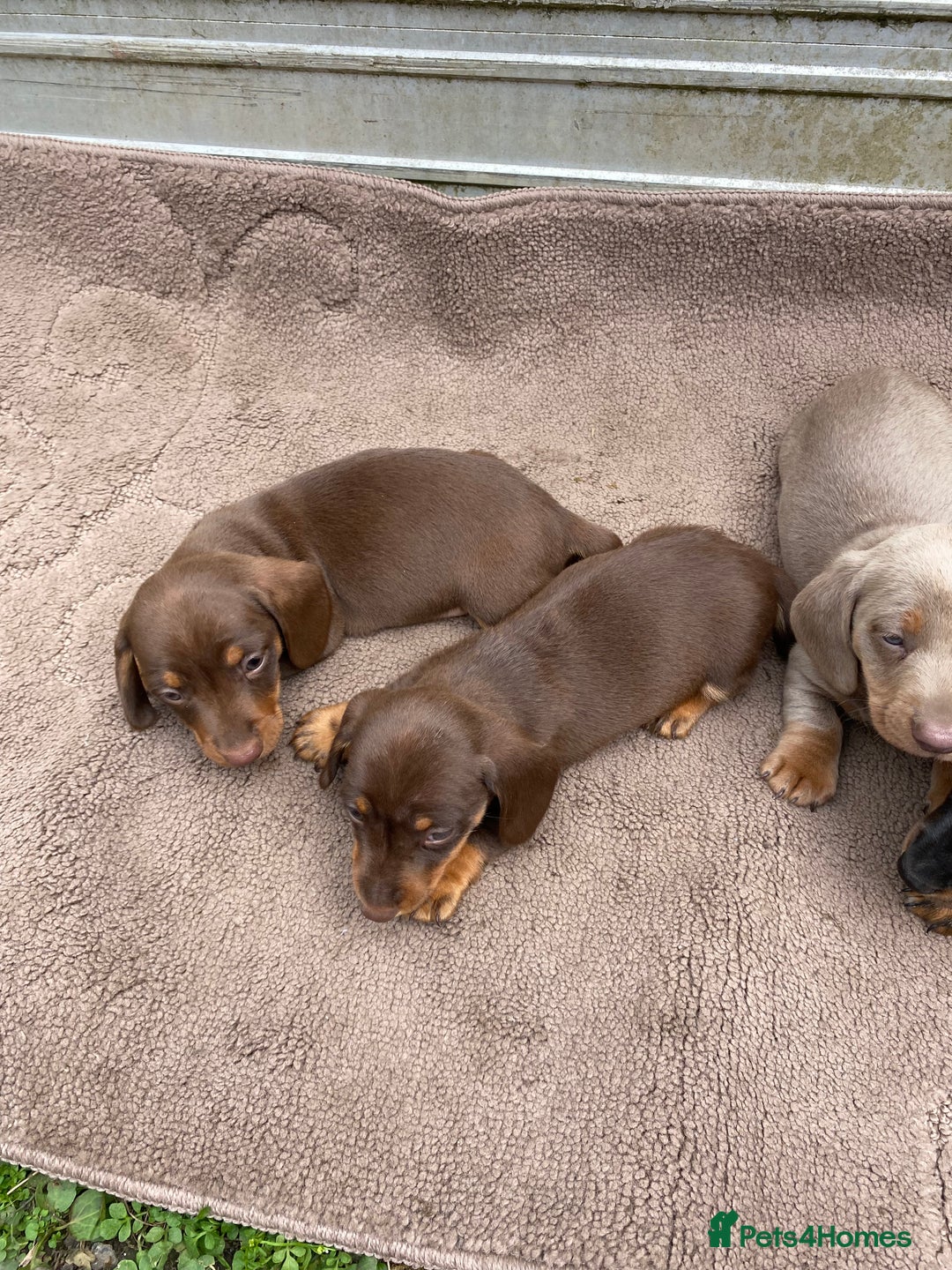 Dachshund dogs for sale: Dachshund  - Image 12