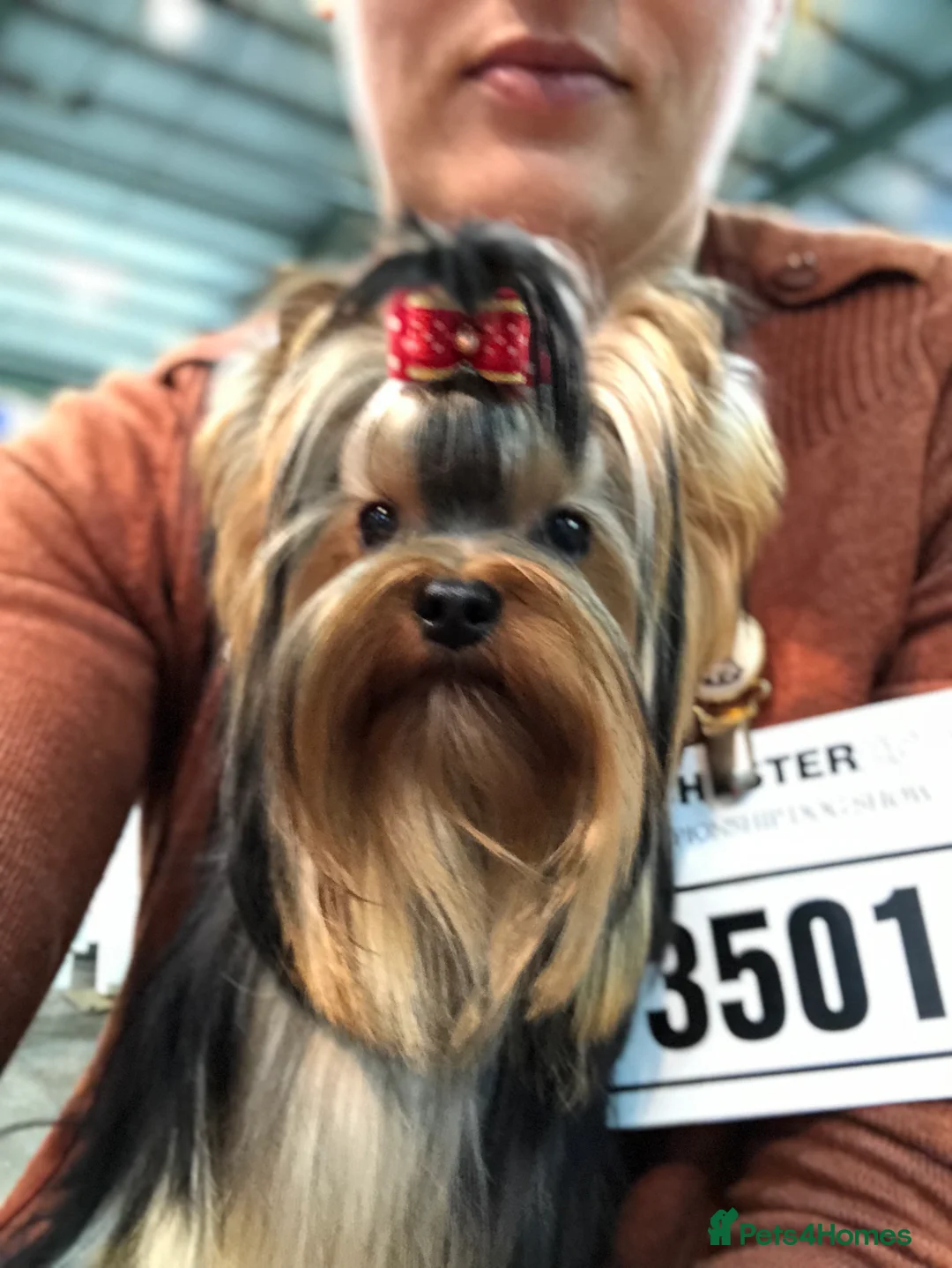 Yorkshire Terrier dogs for stud: Stunning UK champion small stud dog DNA tested in Rotherham - Advert 20