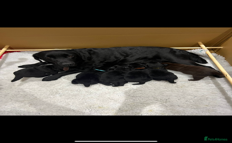 Labrador Retriever dogs - Advert 11