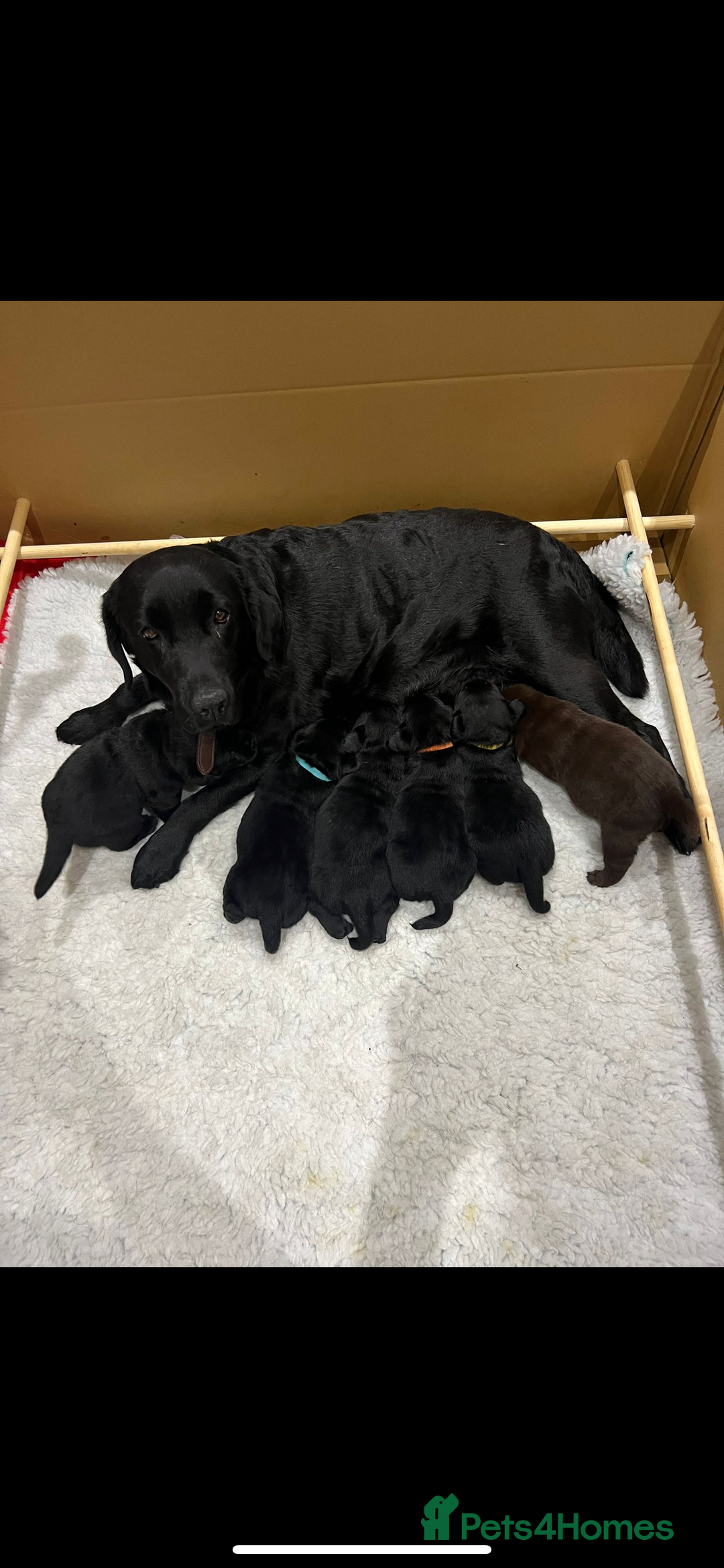 Labrador Retriever dogs for sale: Stunning litter of 6 Labrador Puppies  - Image 19