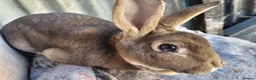 Rex rabbits for sale:  3 x rex does - 6 months old - Advert 2
