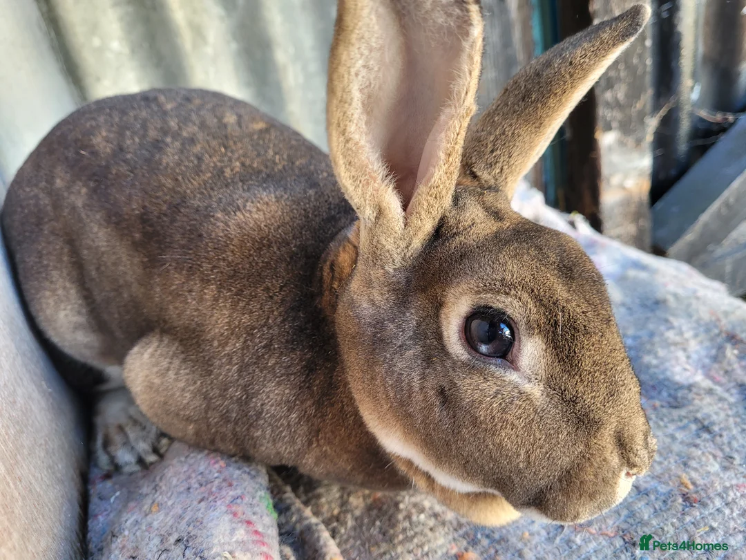 Rex rabbits for sale:  3 x rex does - 6 months old - Advert 2