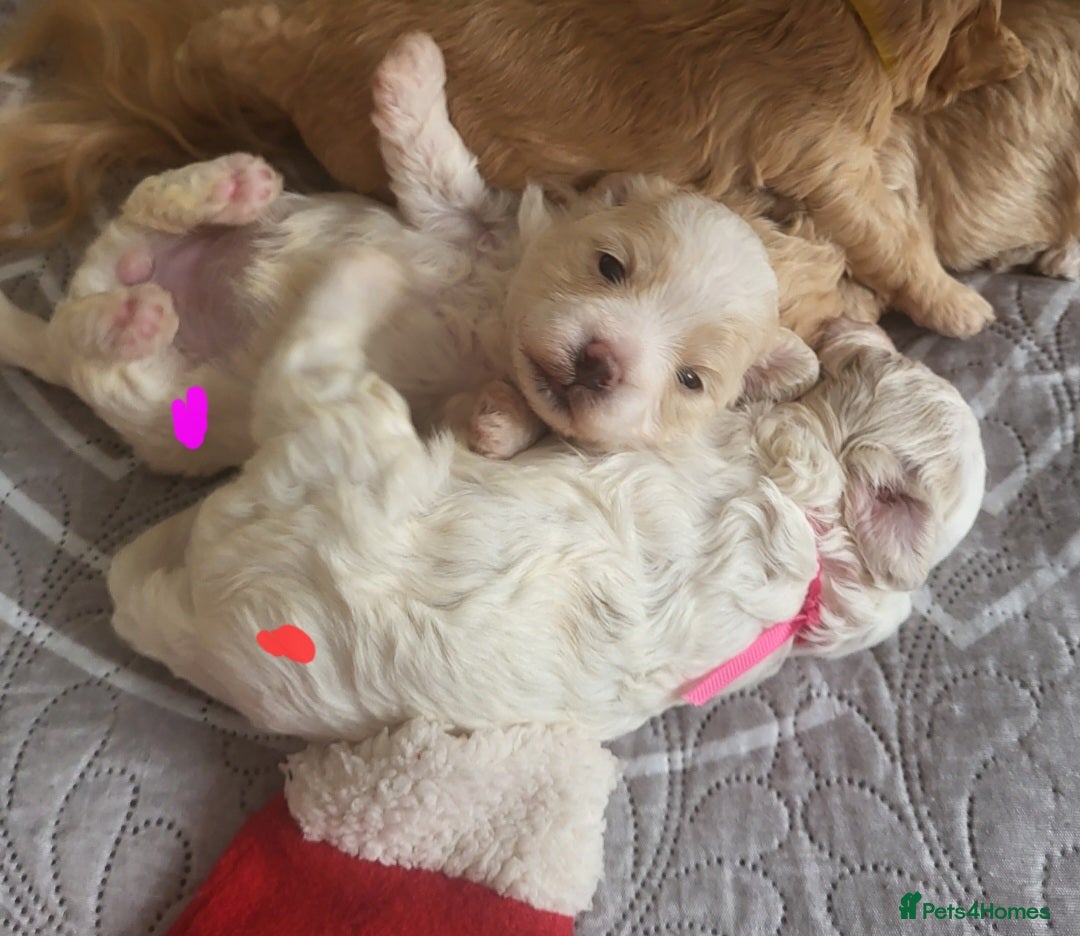Maltipoo dogs for sale: Toy maltipoo puppies  - Advert 15