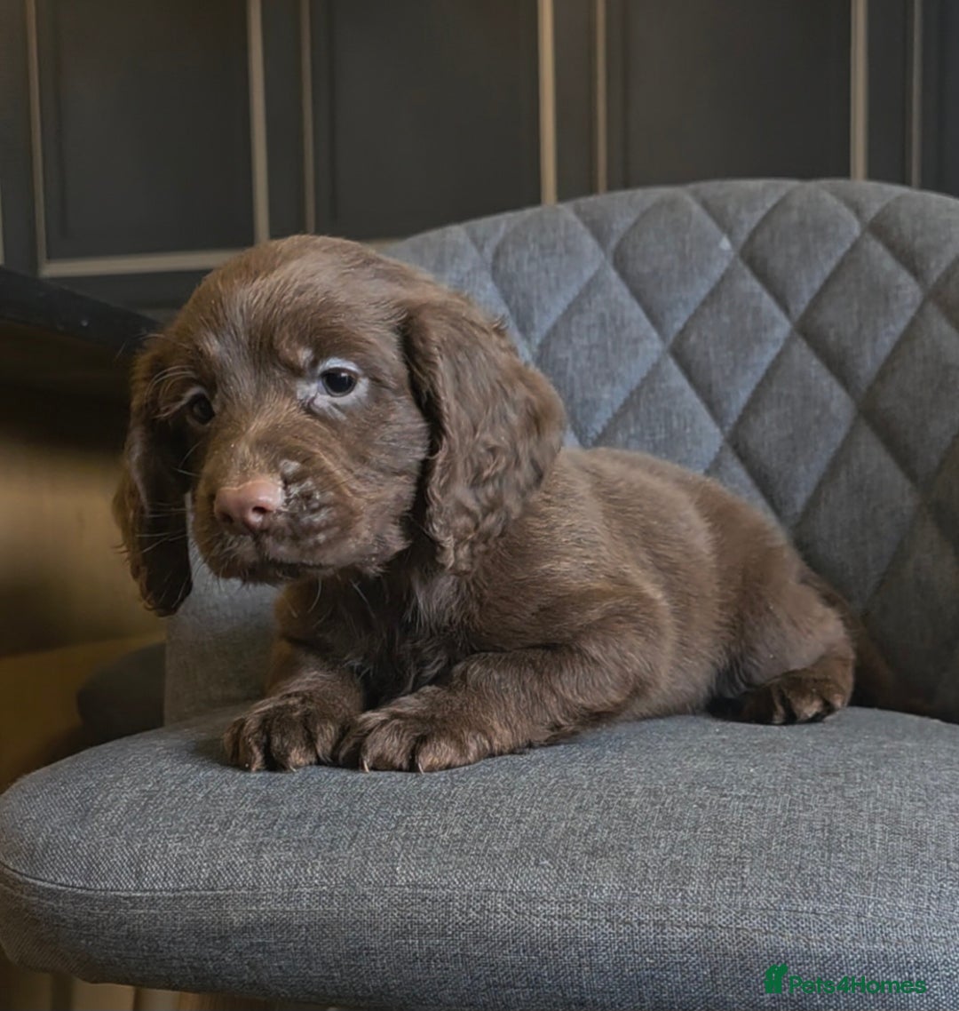 Cocker Spaniel dogs for sale: Cocker Spaniel Puppies Ready To Go!  - Image 4