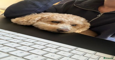 Mixed Breed dogs - Advert 11