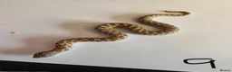 Snake reptiles for sale: Western Hognose Babies - Normal and Axanthics - Advert 11