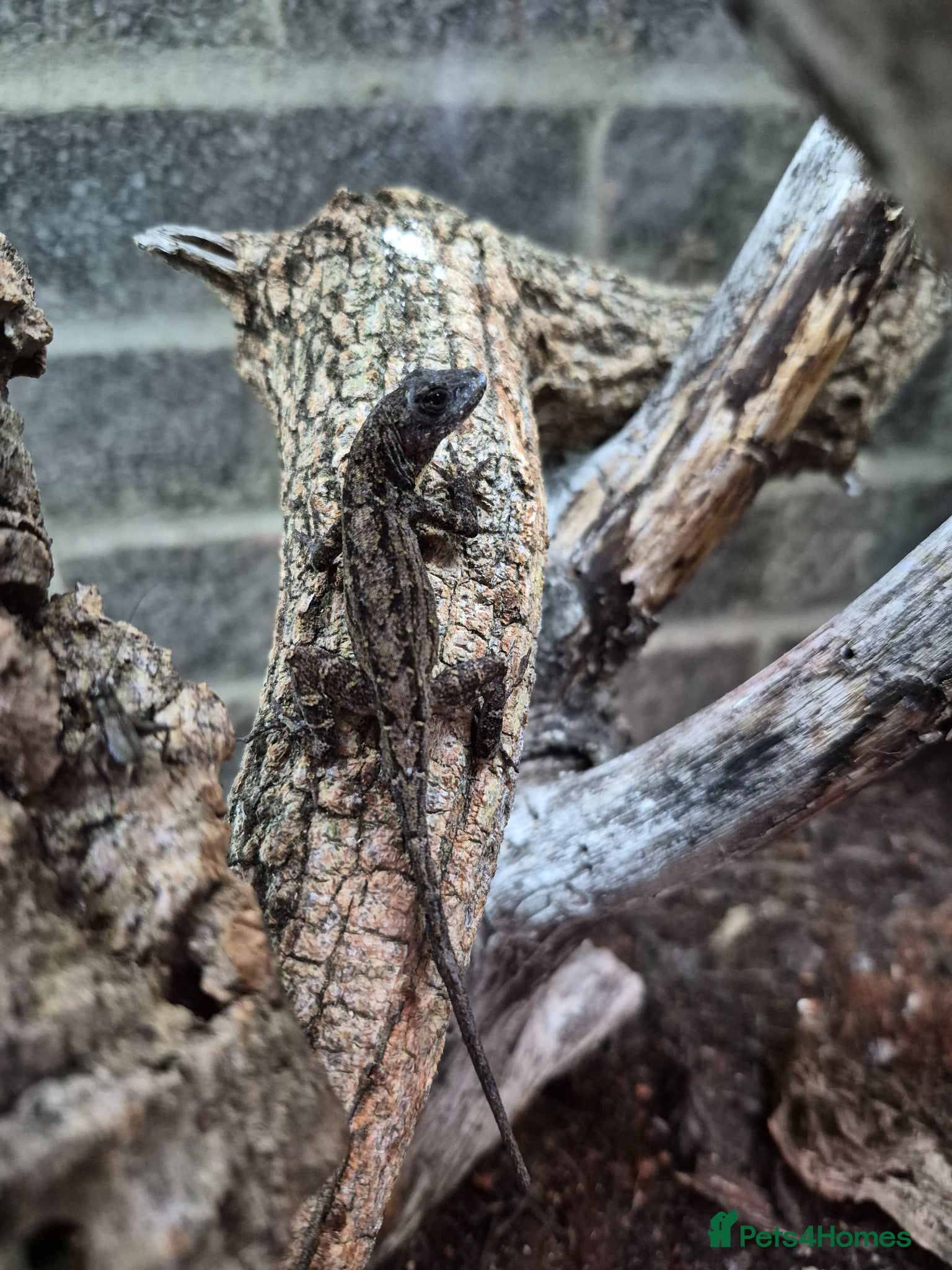 Anole reptiles Brown Anole Trio - Advert 1