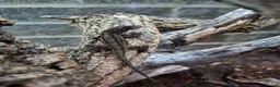 Anole reptiles for sale: Brown Anole pair - Advert 1