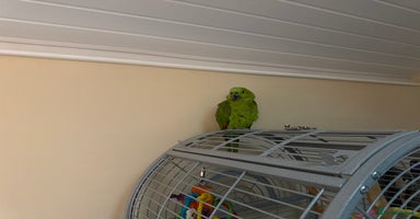 Parrots birds - Advert 4