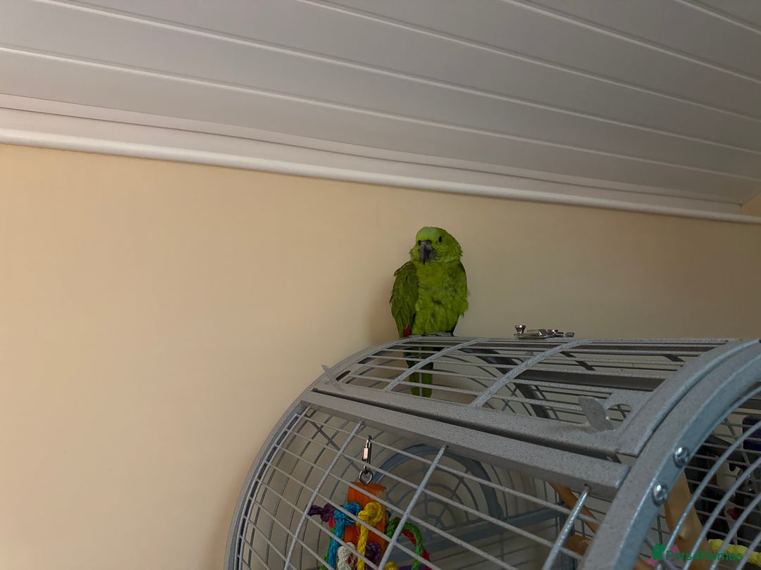 Parrots birds for sale: Baby Yellow naped Amazon - Image 3