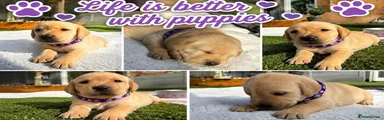 Labrador Retriever 3