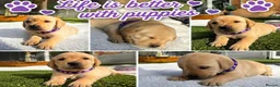 Labrador Retriever dogs for sale: Labrador puppies for sale 3 females left  - Advert 6
