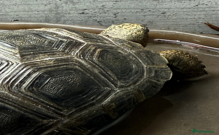 Tortoise reptiles in Sutton - Advert 1