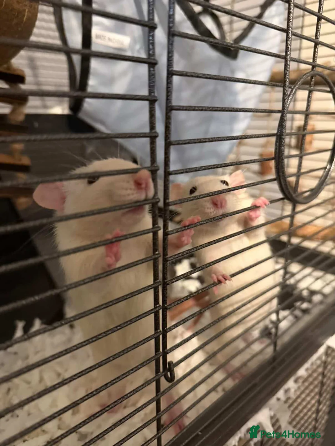 Rat rodents for sale: 2 FEMALE RATS FOR SALE!! With the cage!! in Rochester - Advert 2