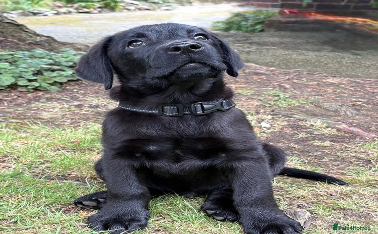 Labrador Retriever dogs - Advert 12