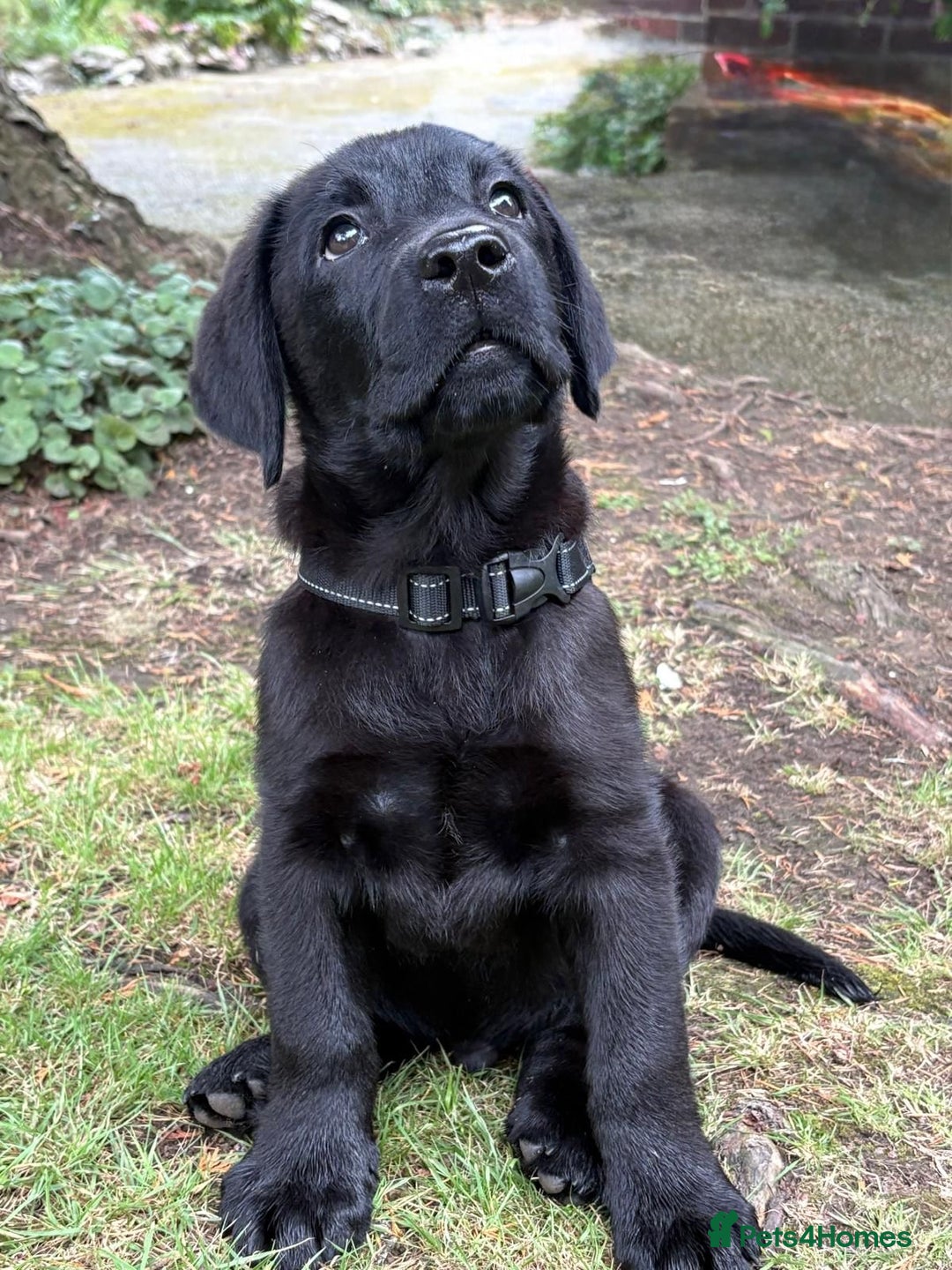 Labrador Retriever dogs for sale: 29th July - 1 Black Boy Left - Fully Vaccinated - Image 1