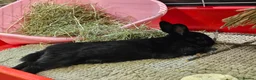 Netherland Dwarf rabbits for sale: *AVAILABLE* Purebred Netherland Dwarf Doe - Advert 4