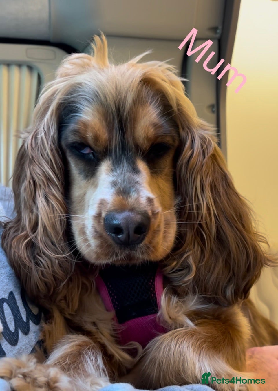 Cockapoo dogs F1 Cockapoo Puppies - Advert 1