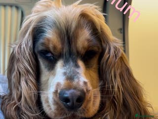 Cockapoo dogs F1 Cockapoo Puppies - Advert 1