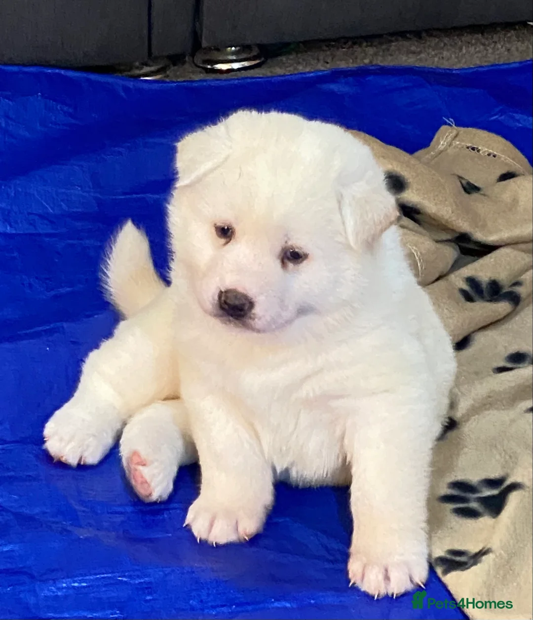 Japanese Akita Inu dogs for sale: Beautiful Japanese Akita Puppies 3 Stunning girls - Advert 12