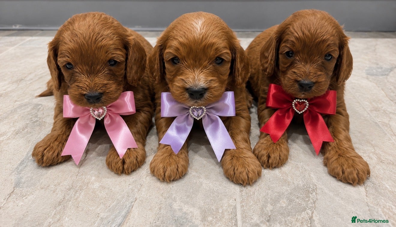 Cavapoo dogs Beautiful F1 Cavapoo's 🧬 Health Tested Parents - Advert 1