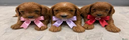 Cavapoo dogs for sale: Beautiful F1 Cavapoo's 🧬 Health Tested Parents - Advert 1