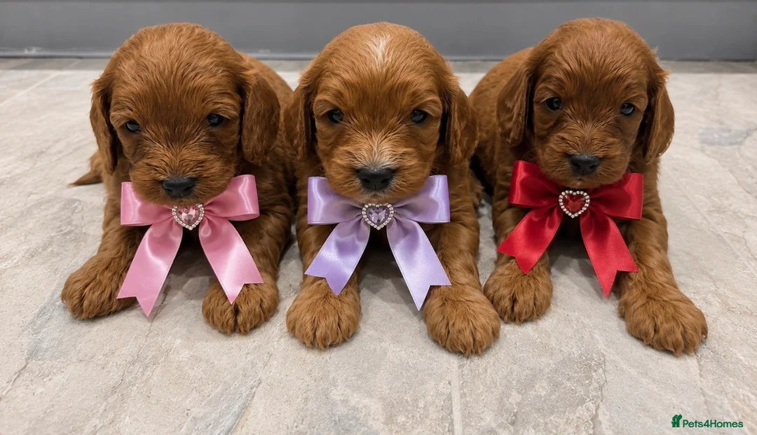 Cavapoo dogs for sale: Beautiful F1 Cavapoo's 🧬 Health Tested Parents - Advert 1